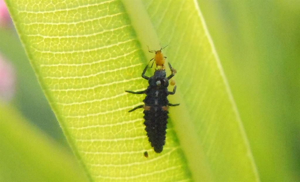 Aphis nerii e predatori al seguito